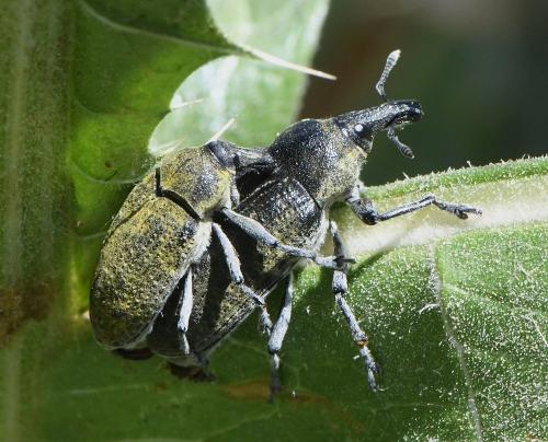 Larinus cynarae